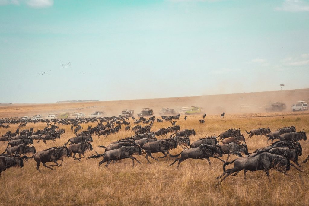 serengeti-migration-safari
