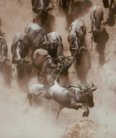 serengeti-national-park