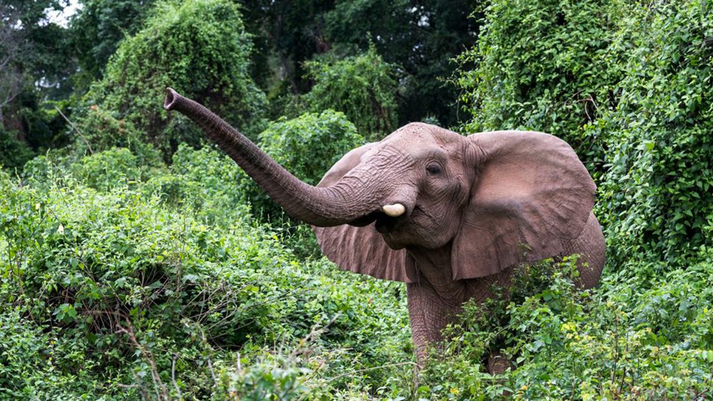Discover Tanzania with an Arabic-Speaking Guide