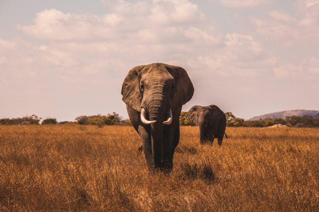 Tanzania Safari in August