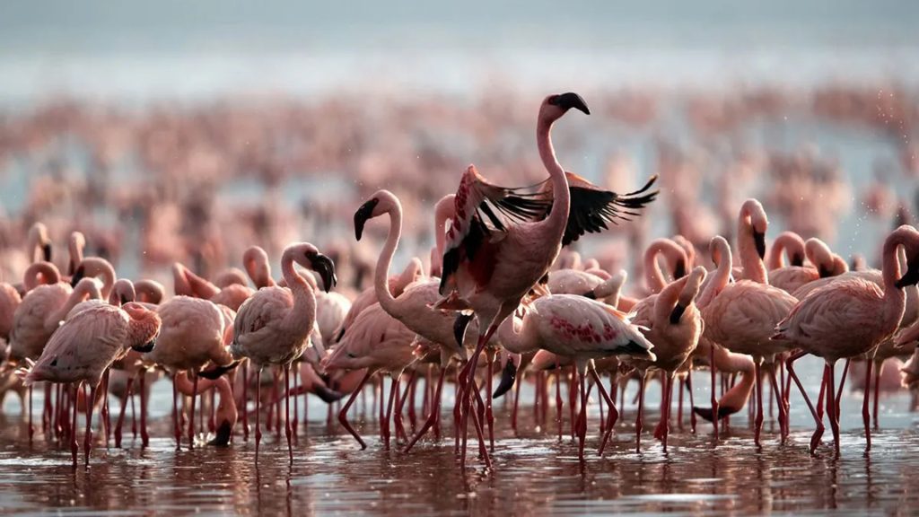 Tanzania Safari in June