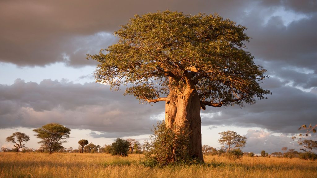 Tanzania Safari in September