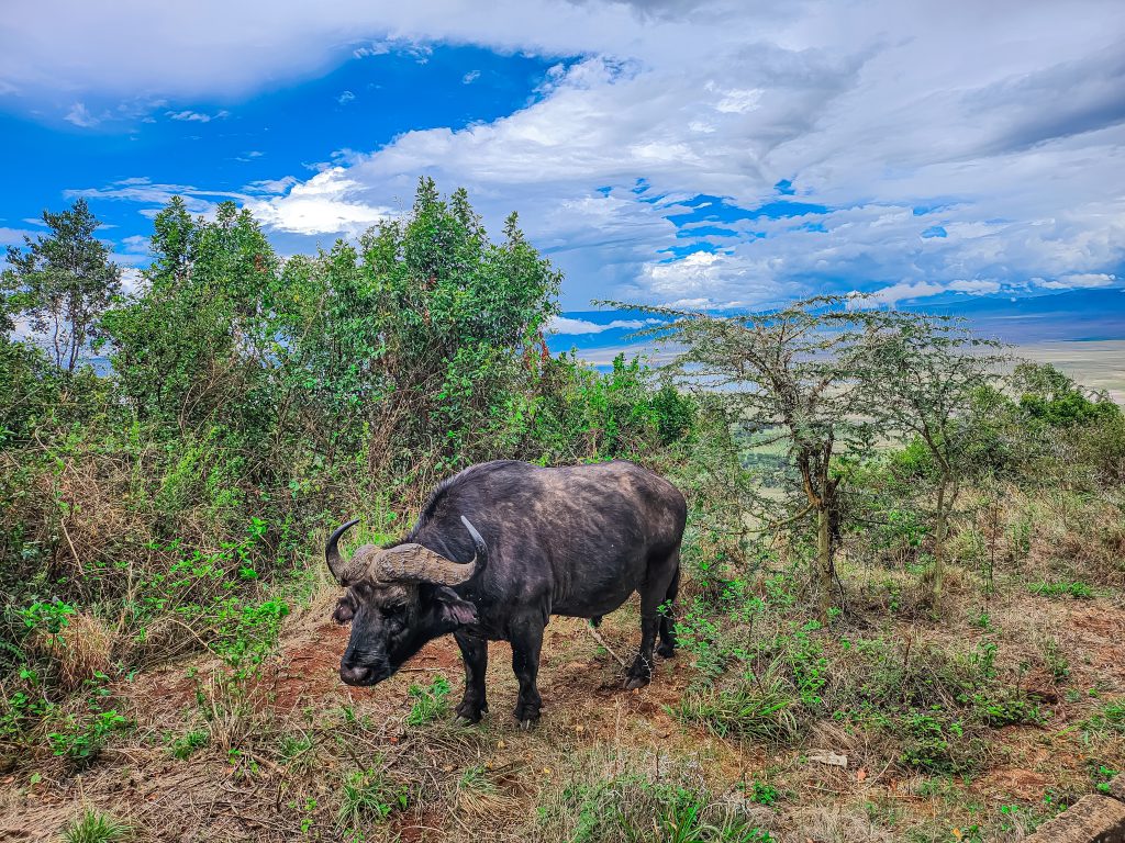 Explore Tanzania with a Spanish-Speaking Guide