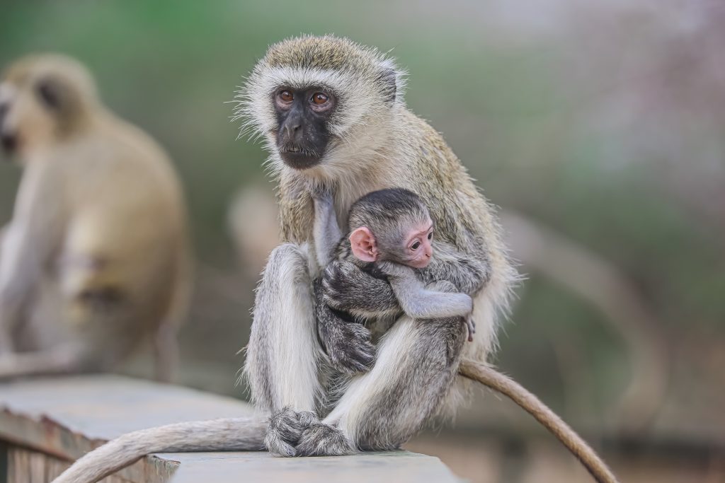 Tanzania Safari in February