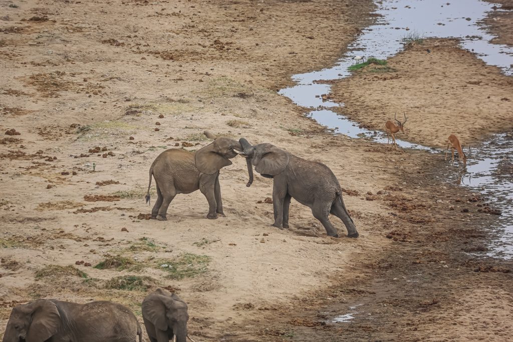 Travel Tanzania with a Japanese-Speaking Guide