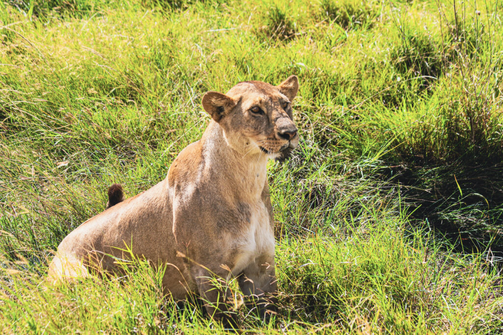 Tanzania Safari Cost 2025–2026 | Transparent Guide