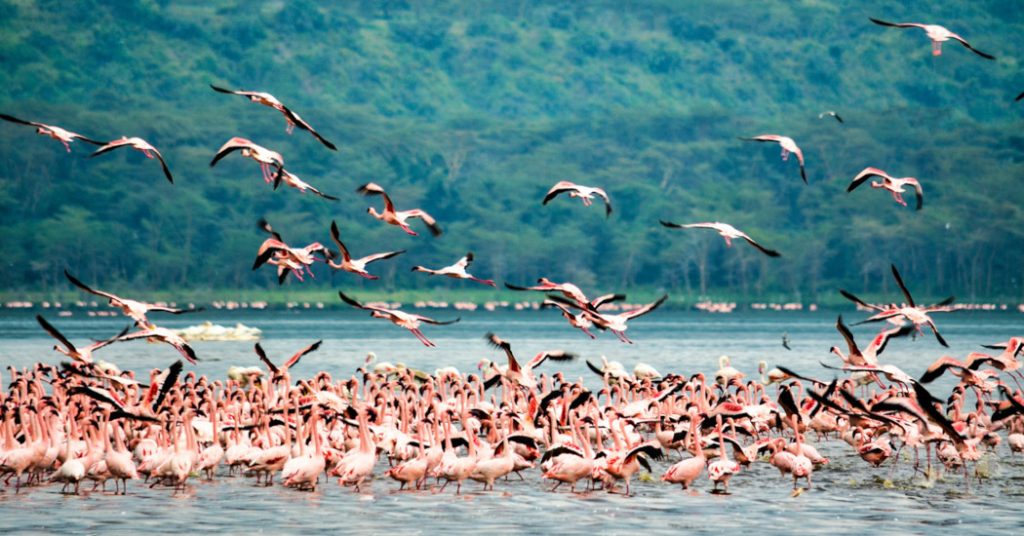 Tanzania Safari Cost 2025–2026 | Transparent Guide