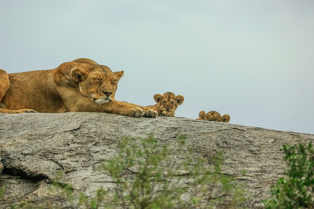 Tanzania Safari in April