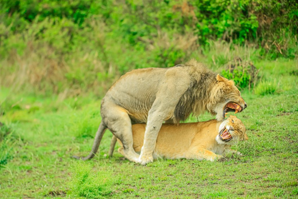 Tanzania safari in January