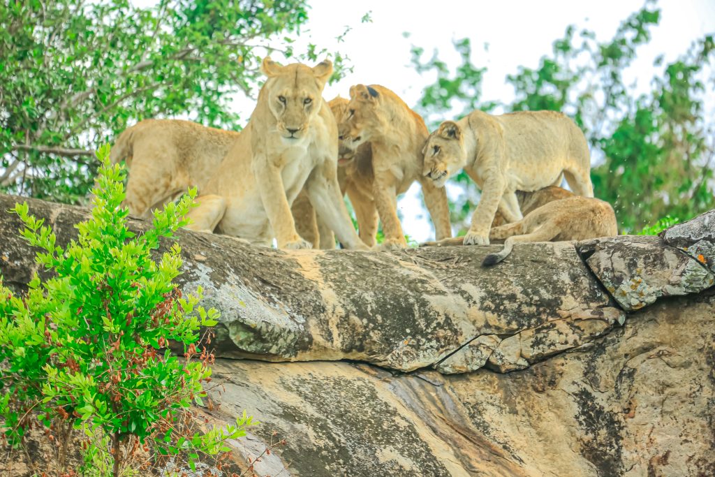 Discover Tanzania with a German-Speaking Guide
