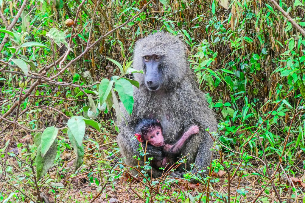 Discover Tanzania with an Italian-Speaking Guide