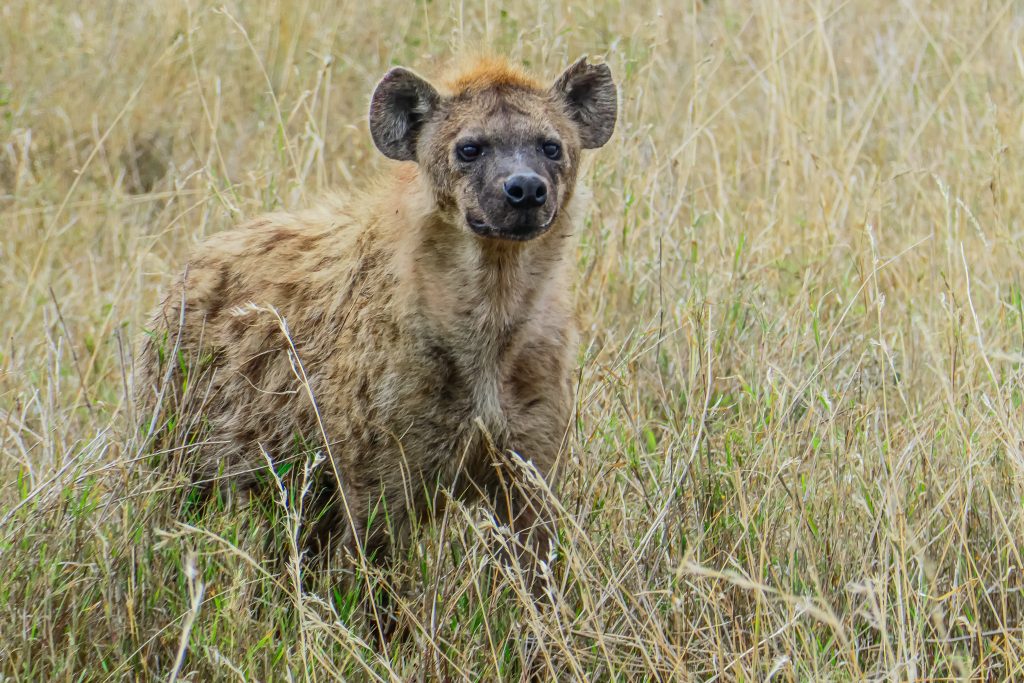 Explore Tanzania with a Dutch-Speaking Guide