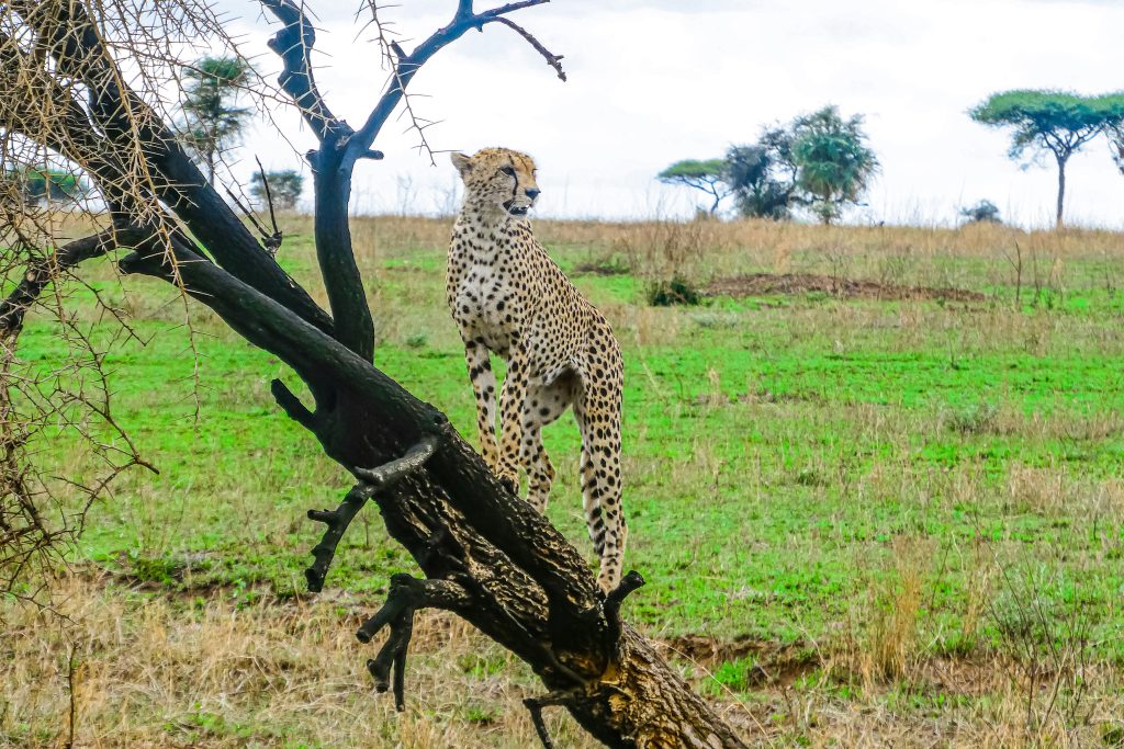 Tanzania last Minute Safari |How to Plan a Last-Minute Trip to Tanzania