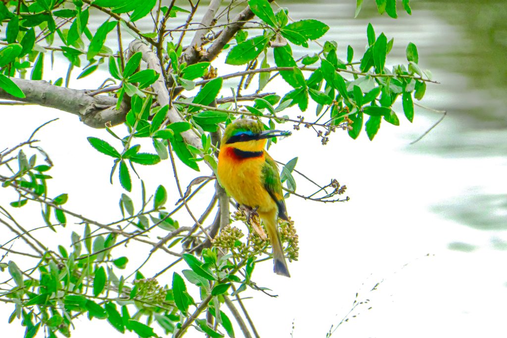 Ultimate Tanzania Safari Guide