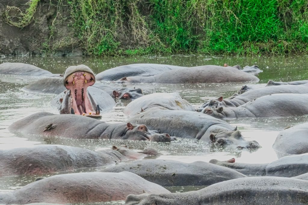 Tanzania Safari in March