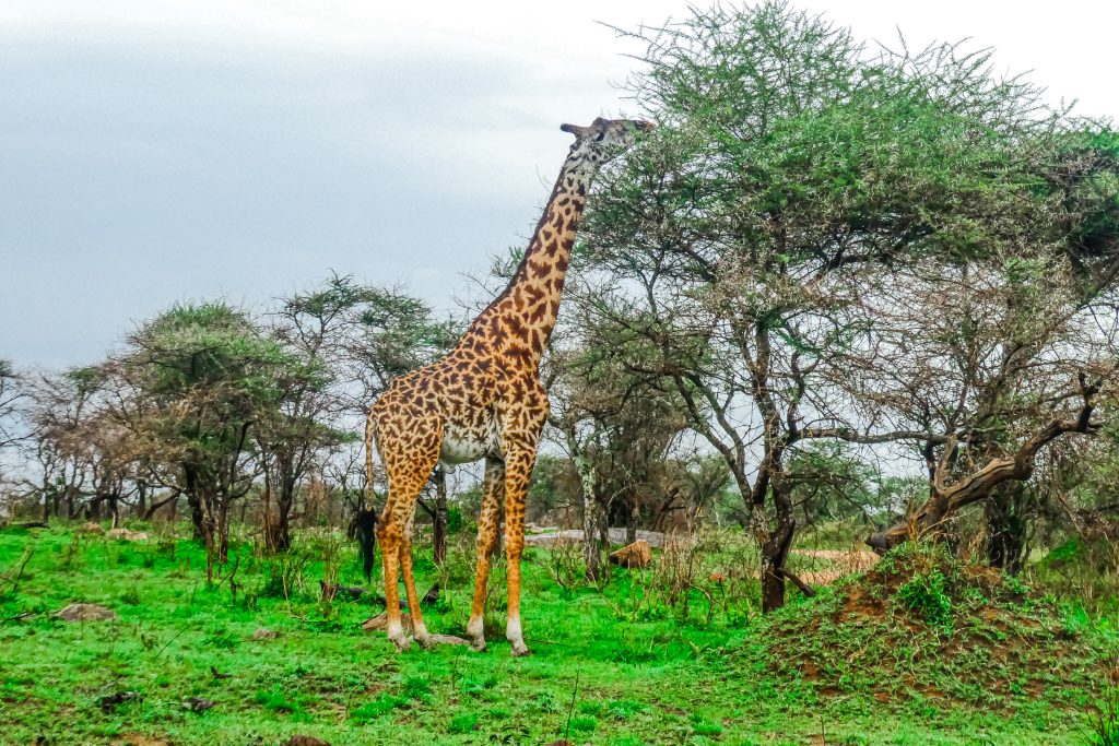 Explore Tanzania with a French-Speaking Guide.