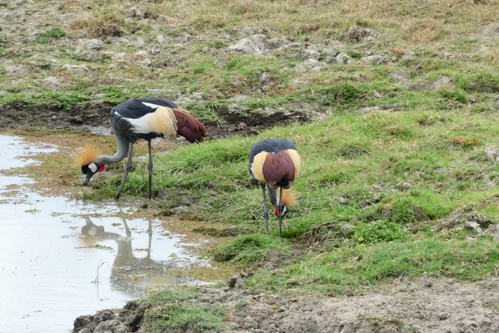 Explore Tanzania with a Russian-Speaking Guide
