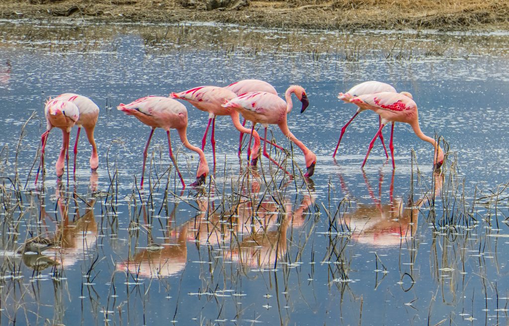 Tanzania Safari in December