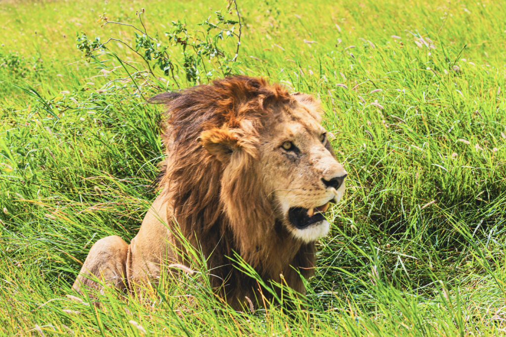 The Ultimate Big Five Safari in Tanzania