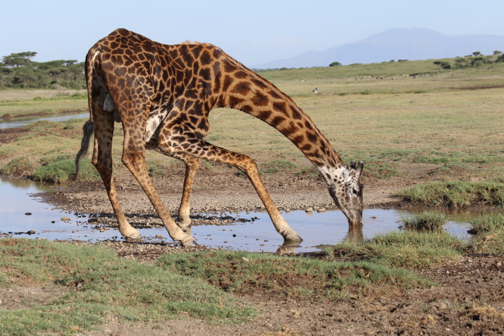 Tanzania Small Group Tours: Safari, Kilimanjaro, Mount Meru & Zanzibar Adventures
