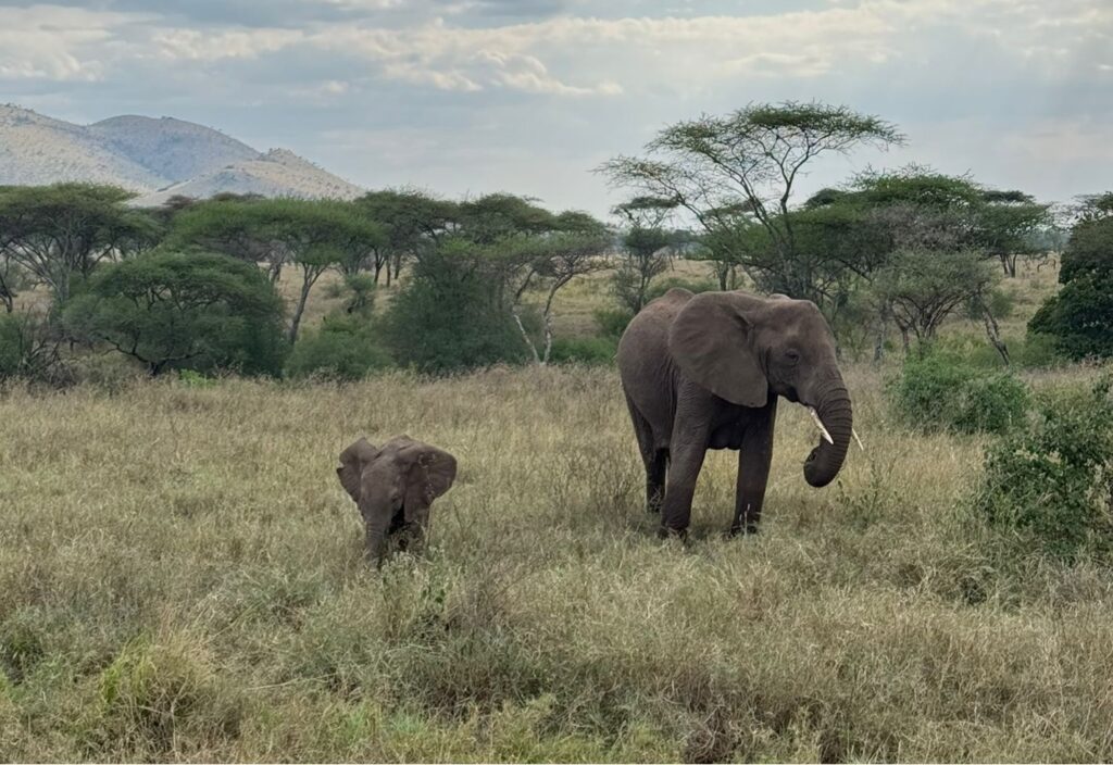 Arusha Airport Transfers Tanzania