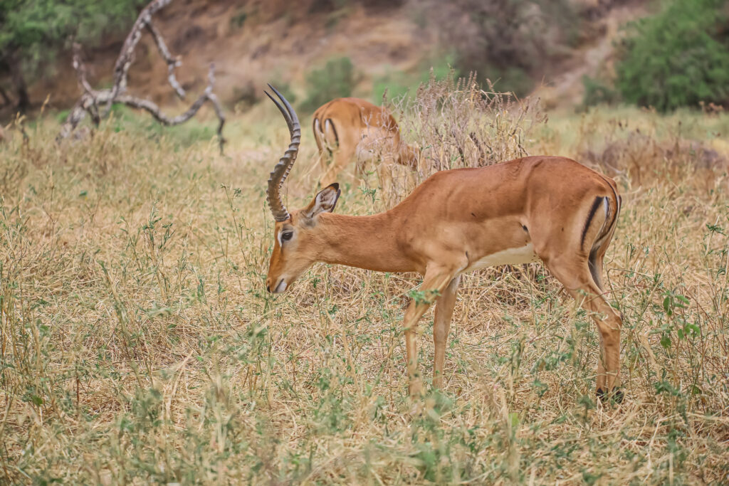 Kilimanjaro Airport Transfers – Start Your Tanzania Adventure the Right Way