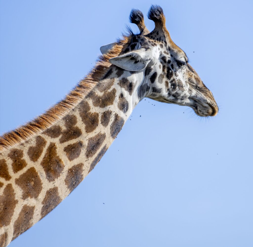 How Much Does a Safari in Tanzania Really Cost in 2026–2027?