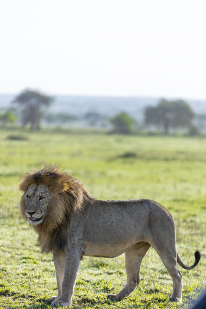 Private Safari Tanzania Quote Request