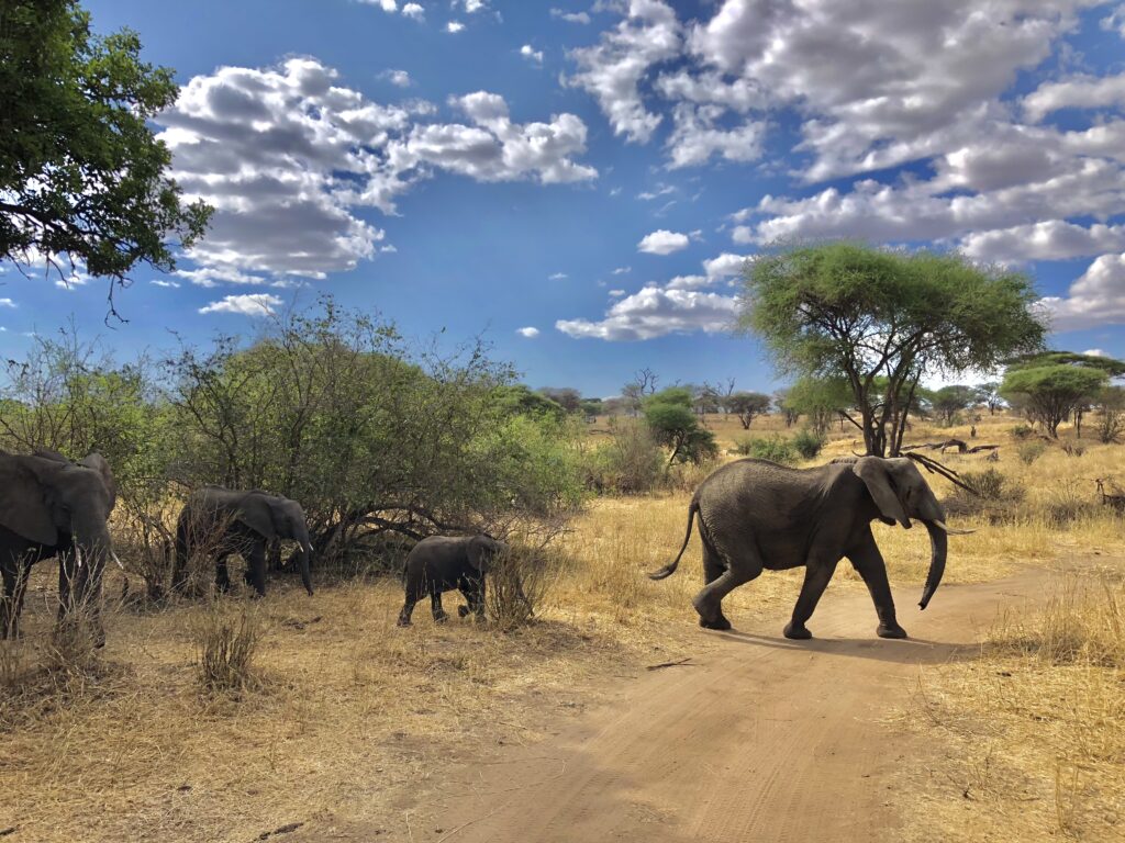 Tanzania Airport Transfers – Start Your Adventure with Tanzaniatrail