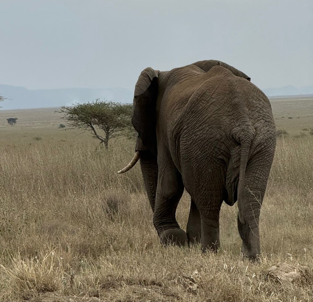 Private Safari Africa