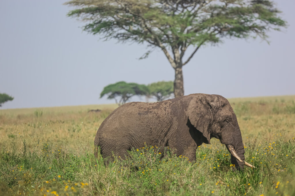 Tanzania Safari for Women Only – Led by Female Guides