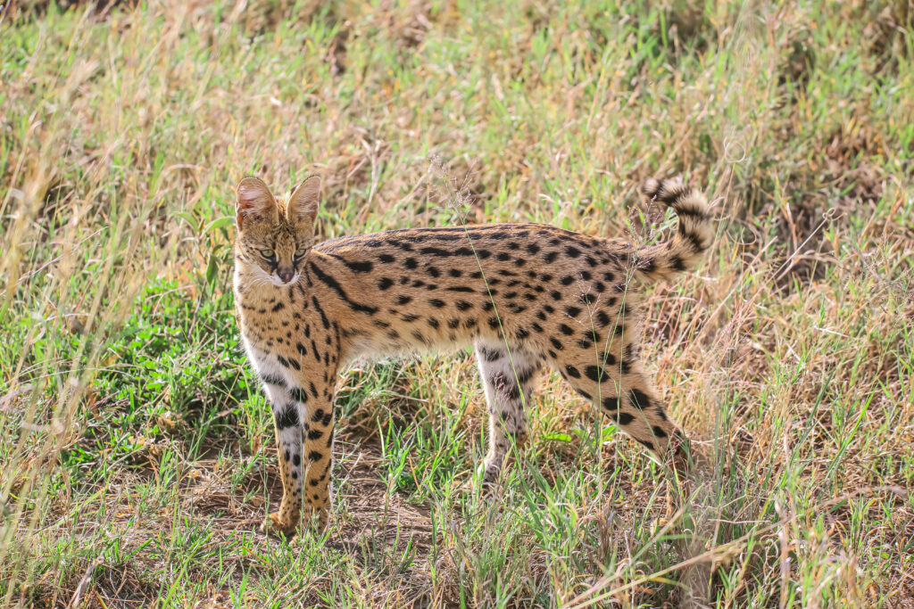 Tanzania Safari With Kids – The Ultimate Family Adventure