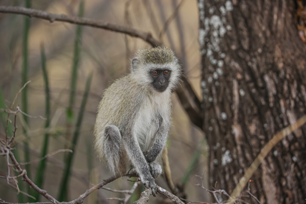 Tanzania Solo Safari – The Ultimate Guide for Independent Travelers