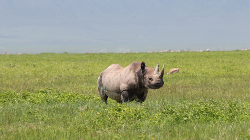 Tanzania Kosher Safari | Kosher Travel & Shabbat-Friendly Tours