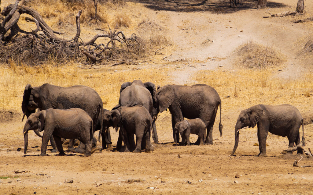 Tanzania Safari during Christmas and New Year