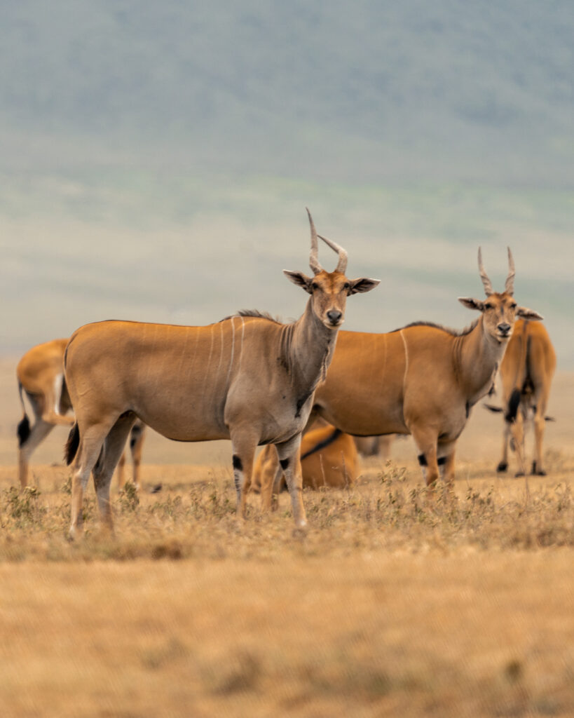 Tanzania Safari Booking Quote Request