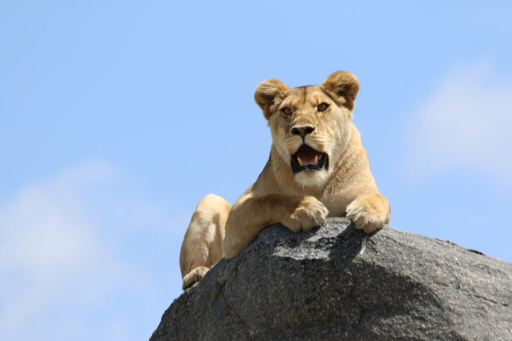 Tanzania Safari with a Hebrew Speaking Guide