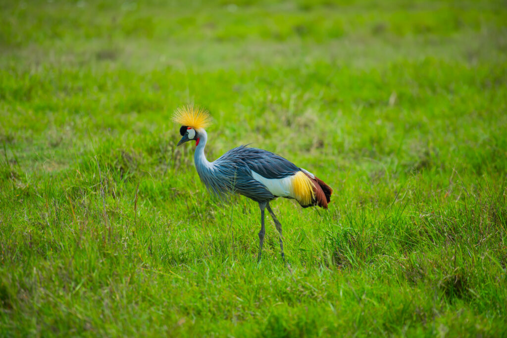 Tanzania Honeymoon Safaris