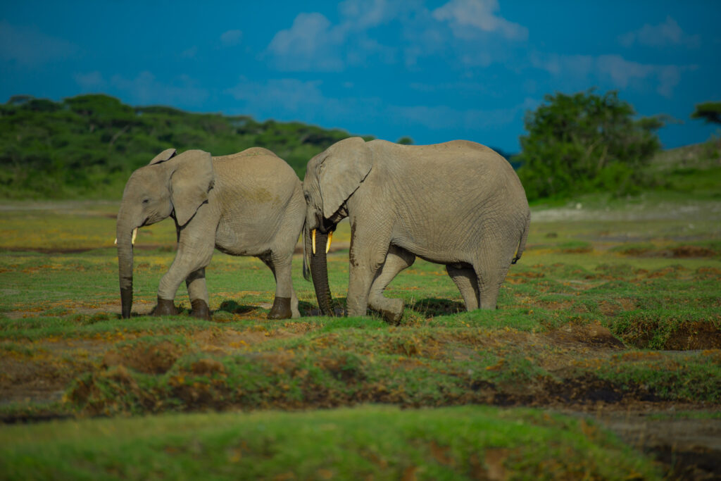 Tanzania Last Minute Safari